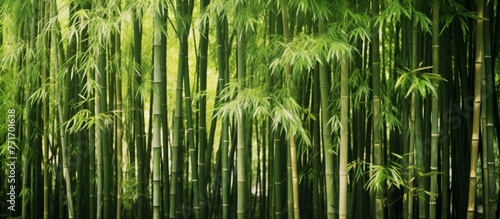 A natural landscape filled with terrestrial plants  bamboo trees with thick trunks and vibrant green leaves creating a mesmerizing pattern in a bamboo forest