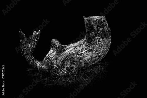 Stump, black and white photo, on a black background.