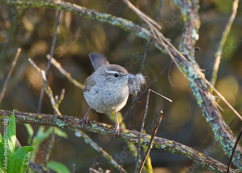 Bewick's Wren