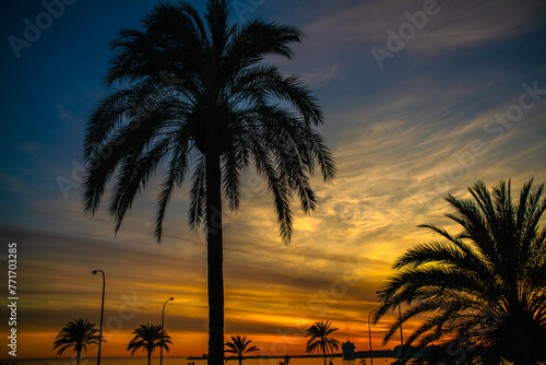 Mallorca Spain January © PaciorekPaweł