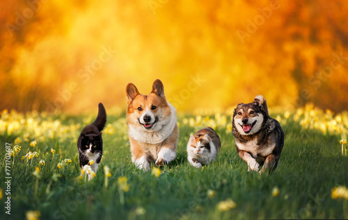 Photography cute furry friends two cats and two cheerful dogs run together through a green m