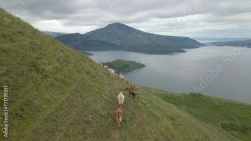 A herd of cattle looking for food in the hills around Lake Toba