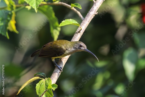 little spiderhunter is a species of long-billed nectar-feeding bird in the family Nectariniidae found in the moist forests of South and Southeast Asia.  photo