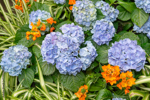 potted blue hydrangea flowers contrasted with Ornithogalum dubium photo