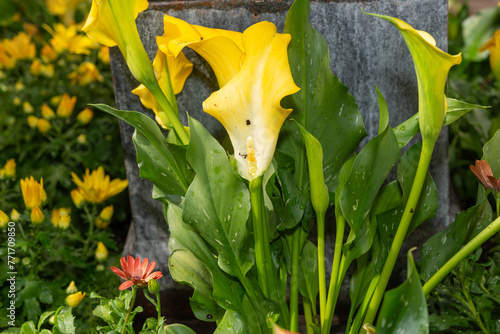 Zantedeschia elliotiana or yellow calla lily plant with other defocused flowers photo