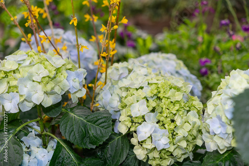 blue potted hydrangeas with dainty yellow forsythia flowers photo