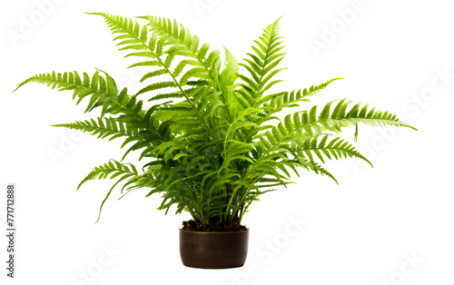 A luscious green plant thrives in a rustic brown pot against a pristine white background