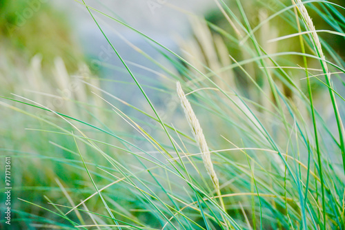 Close-up of green grass with soft focus  creating a tranquil abstract nature background. 
