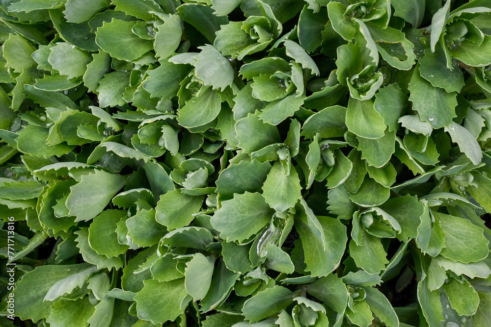 Overhead view of green succulent plants filling the frame in close up detail with water droplets on leaves Overhead view of green succulent plants filling the frame in close up detail with water droplets on leaves
