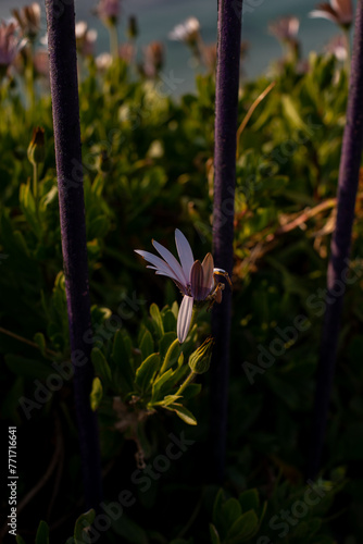 Flower through cast iron fence