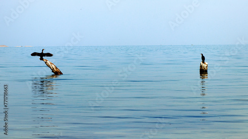 surfer in action