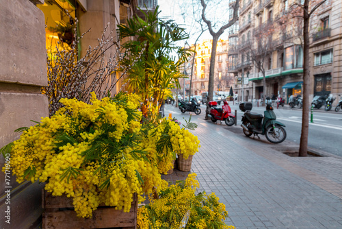 Yellow mimosa flower bouquets sold in a flower shop in Barcelona, Spain photo