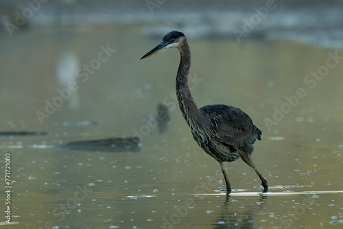 Great Blue Heron in Virginia