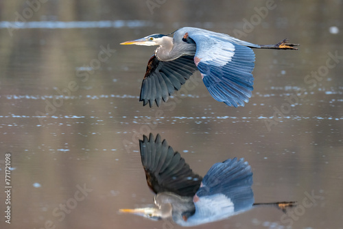 Great Blue Heron in Virginia