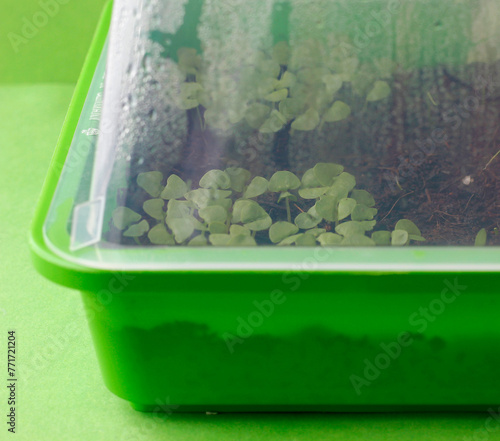 Obraz na plátně Top view of small pea plants in a green plastic hotbed cultivated at home