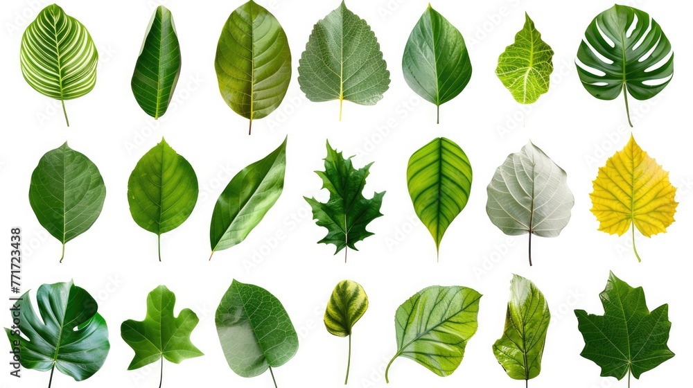 Leaf set collection. Isolated on white background Generative AI Leaf set collection. Isolated on white background Generative AI