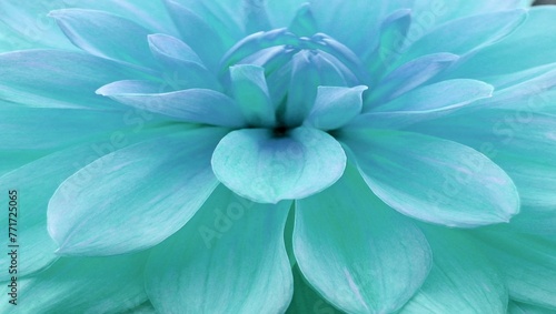 blue and white flower