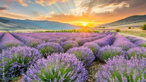  A field of lavender flowers with the sun setting behind the distant mountains