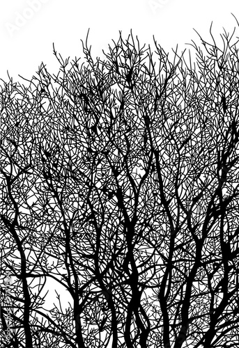 arboles, vector, silueta, paisaje, arbol, florecer, ramas, hojas, bosque, ilustracion, arte, naturaleza, descanso, follaje, textura