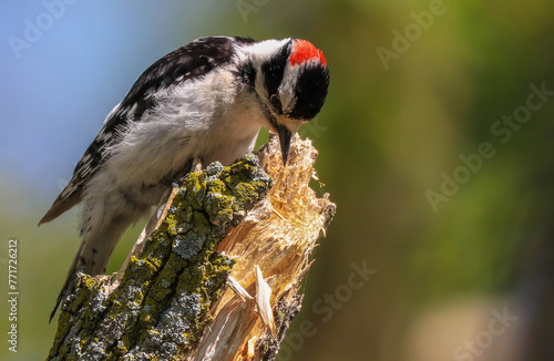 Bird on a branch