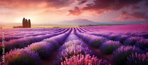 A natural landscape featuring a field of lavender flowers with a mountain in the background under a purple sky at sunset, creating a serene atmosphere