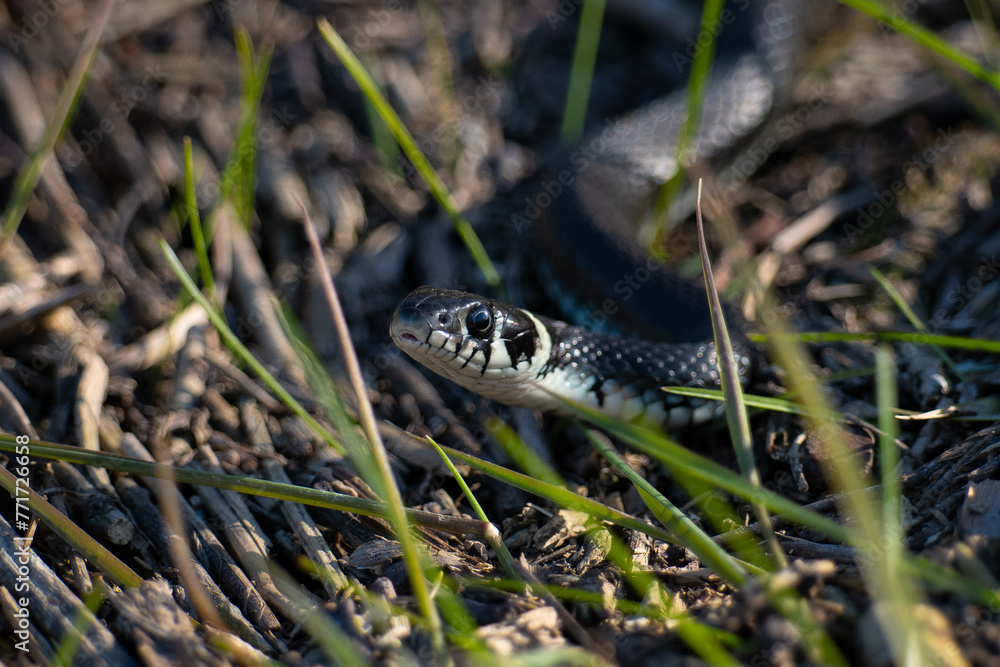 grass snake in grass grass snake in grass