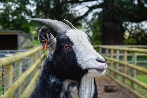 Young black and white haired billy goat with horns and a beard