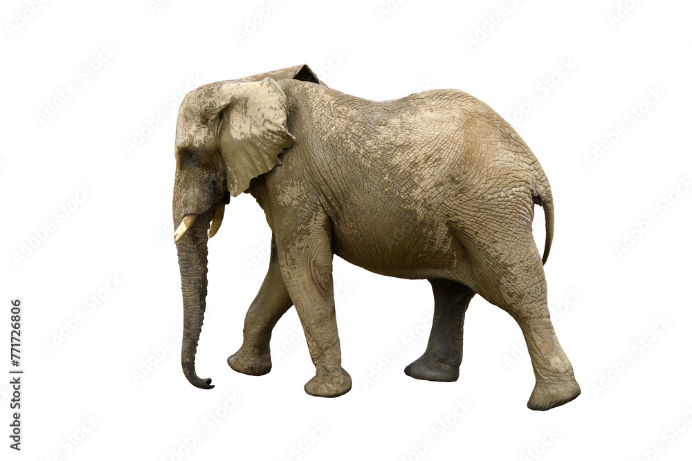 Obraz premium African bush elephant isolated on the transparent background