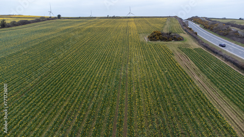 Daffodil field