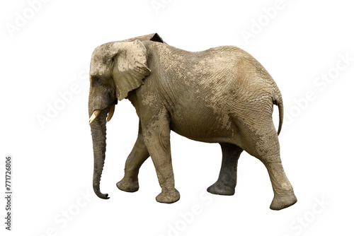 African bush elephant isolated on the transparent background