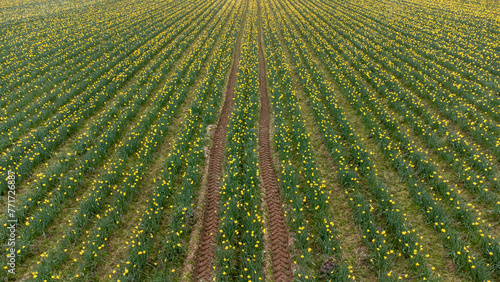Tracks through daffodils 