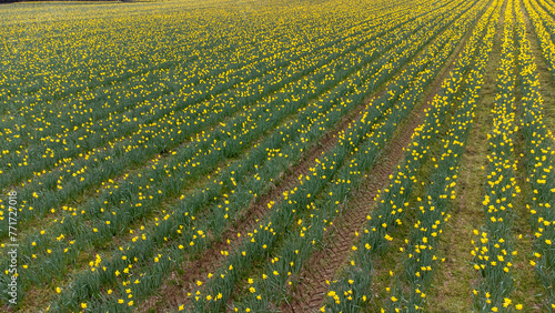 Tracks through daffodils 