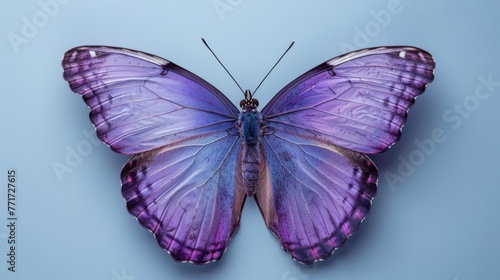 A photo of a close-up purple butterfly on a blue background, showing only one wing of its wings © Anna