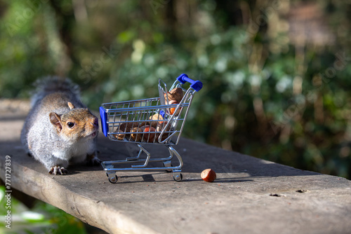 Squirrel with shopping cart of nuts