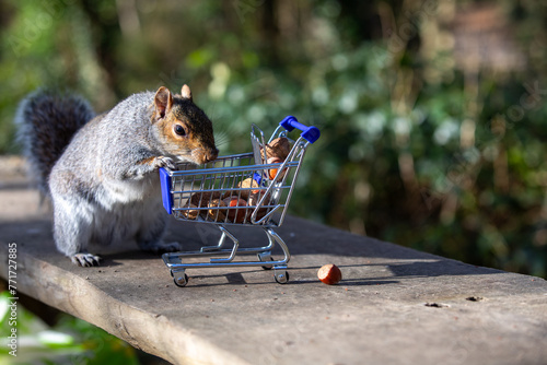 Squirrel with shopping cart of nuts