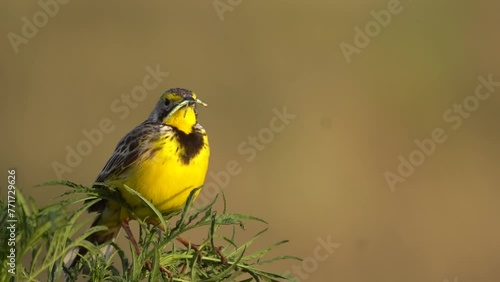  Yellow throated long claw bird singing with a worm in her mouth. photo