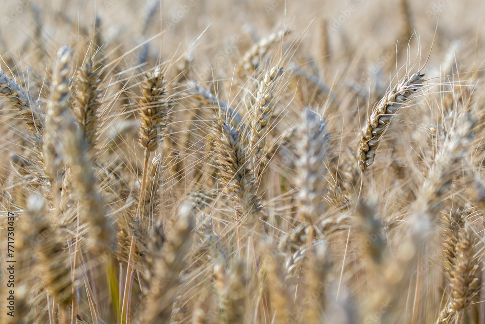 Fototapeta premium Golden Wheat Field Close-Up on Sunny Day