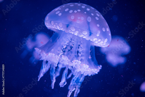 jellyfish in aquarium © Costy