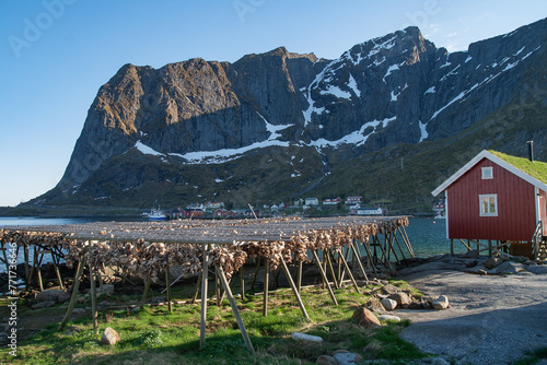 Cod fish racks at a fishing village with traditional wooden red cabin at the fjord coast , Lofoten, Norway