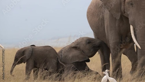  Baby elephants playing in the field of the Amboseli national park.