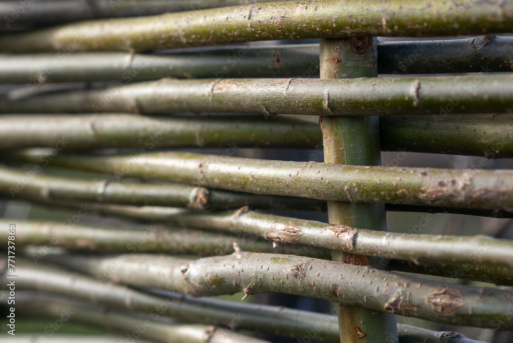 bamboo forest background bamboo forest background