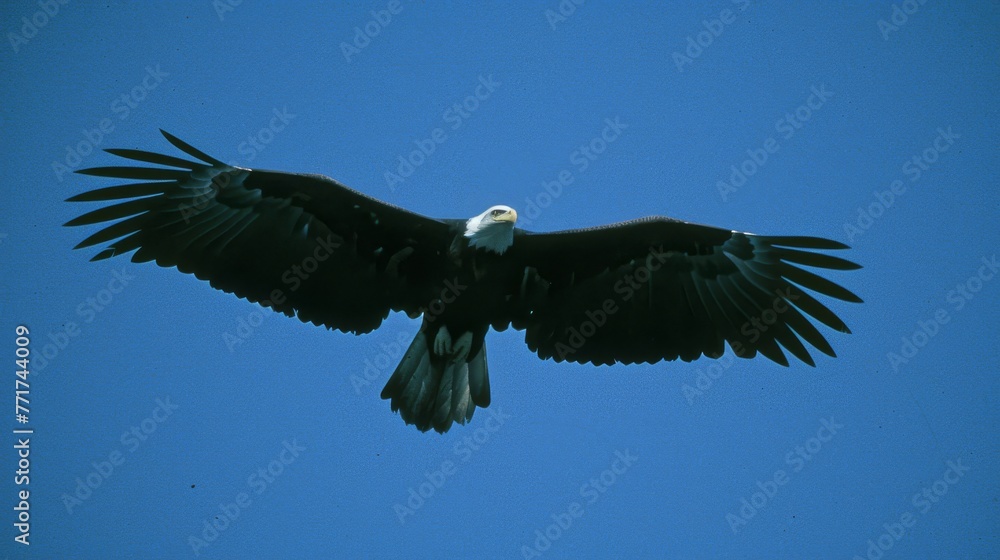 Obraz premium A majestic black-and-white bird soars through the vast blue sky, its wings magnificently spread apart