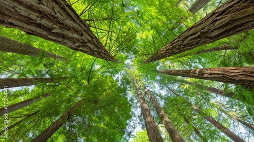  A clear photo showing tree tops against a blue sky  surrounded by leafy foliage