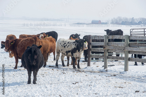 Beef Cattle. A group of cows standing in a farm field. Taken in Alberta, Canada photo