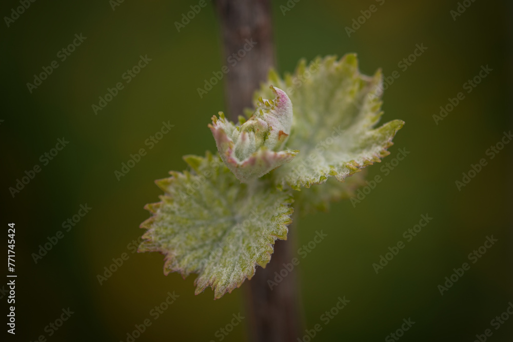 Naklejka premium Vine sprout. Bud on the grape branch in a wine yeard