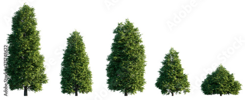 Thuja occidentalis frontal set Smaragd evergreen emerald green American Arbovitae bush shrub isolated png on a transparent background perfectly cutout
 photo