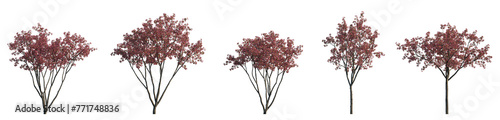 Set of big bush malus flowering shrub frontal isolated png on a transparent background perfectly cutout (Crabapples Flowering pink Crab apple)