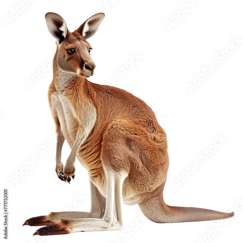 Australian giant red cangaroo on transparent or white background