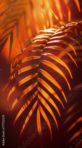 Close Up of Palm Tree Leaves