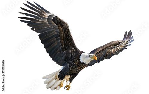 American bald eagle on transparent or white background © Tabassum